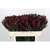 Leucadendron Saf Sunset Dark Red