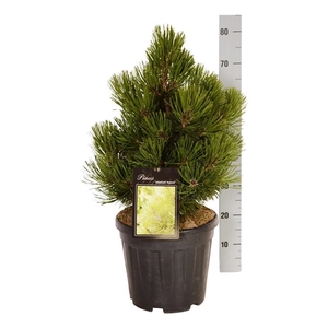 Pinus held. 'Malinki'