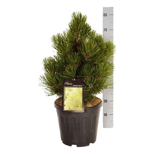 <h4>Pinus held. 'Malinki'</h4>