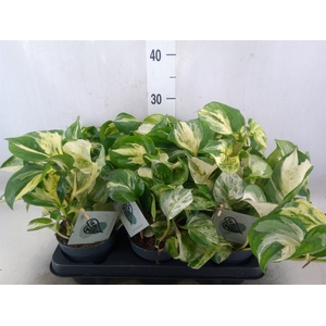 Epipremnum pinn. 'Manjula'