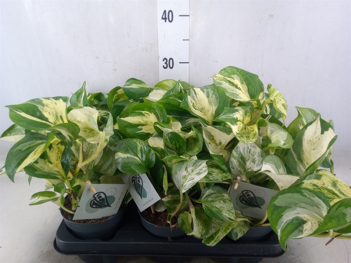 <h4>Epipremnum pinn. 'Manjula'</h4>