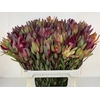 Leucadendron Saf Sunset Dark R.