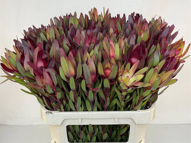 Leucadendron Saf Sunset Dark R.