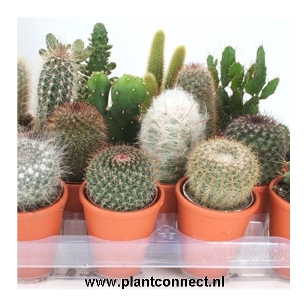<h4>114 Rozenpot cactus 6,5 cm</h4>