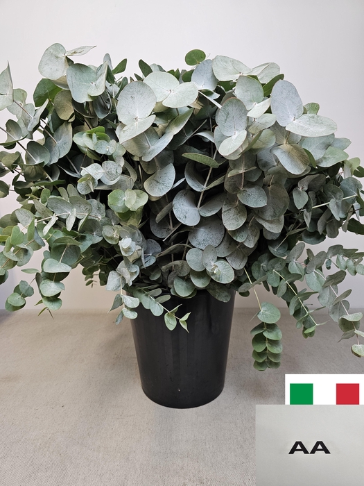 EUC CINEREA PER STEEL -IT-VERTAKT