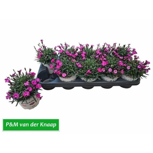 DIAN PICTURE PERFECT