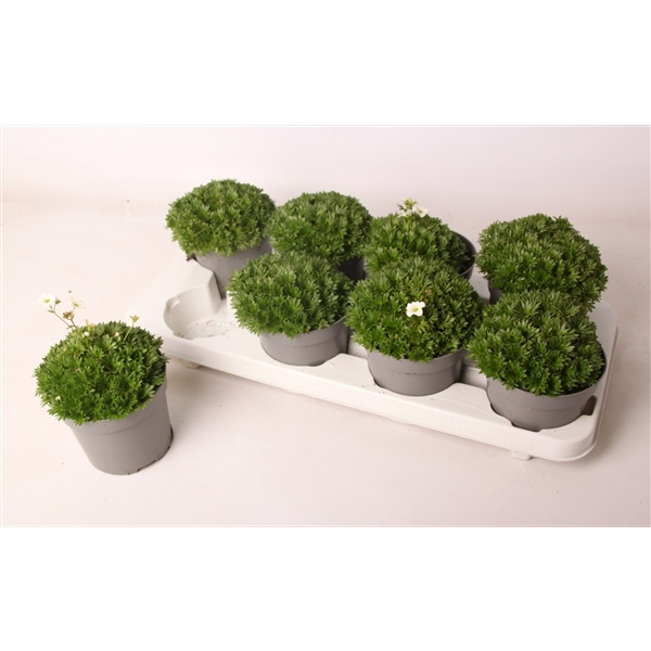 <h4>Saxifraga Ice Colours Pearl White</h4>