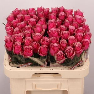 R GR MAJESTIC ATHENA