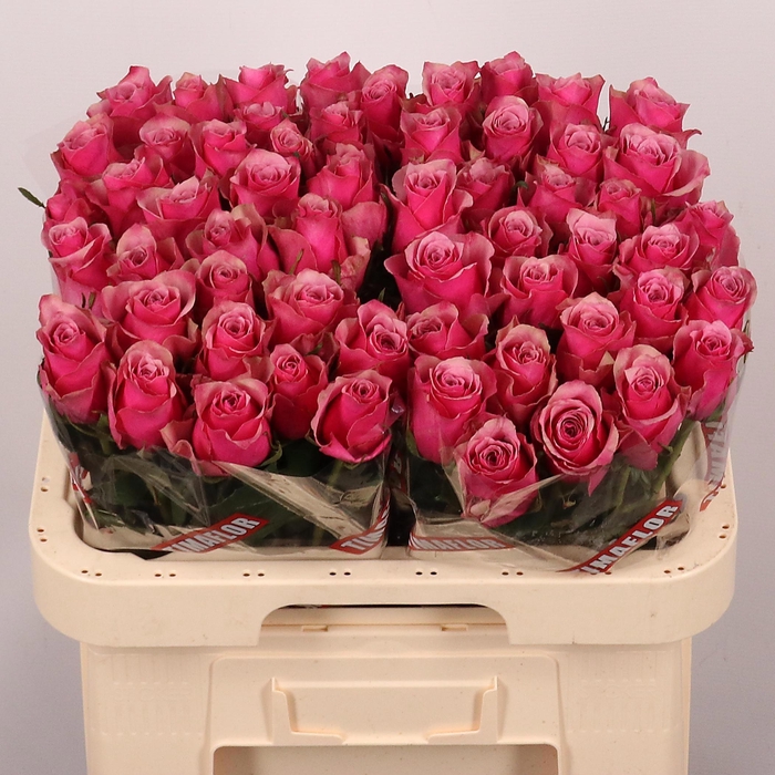 <h4>R GR MAJESTIC ATHENA</h4>