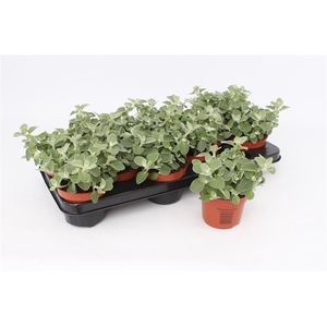 Helichrysum Petiolare