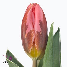 Tulipa si pretty princess