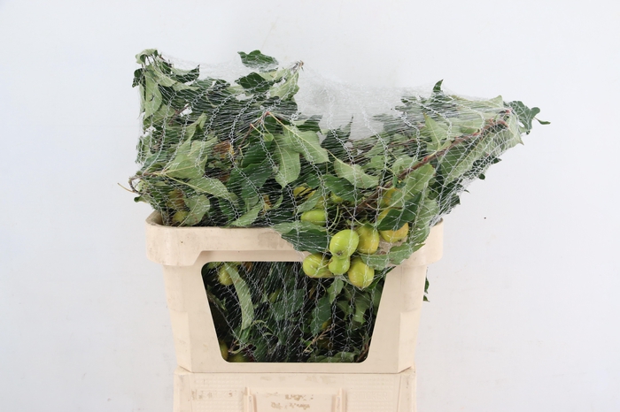 <h4>MALUS PEBBLE TAK 070CM</h4>