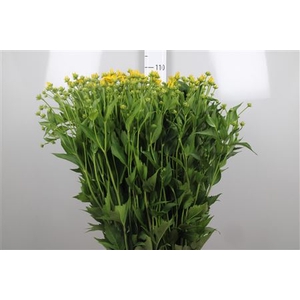 Rudbeckia Nitida