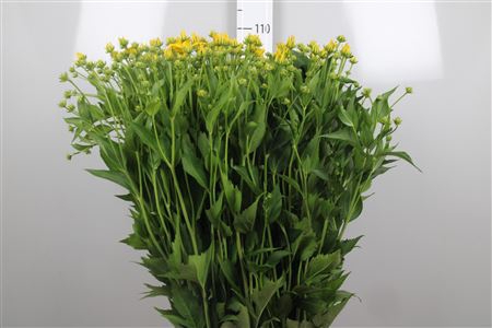 <h4>Rudbeckia Nitida</h4>