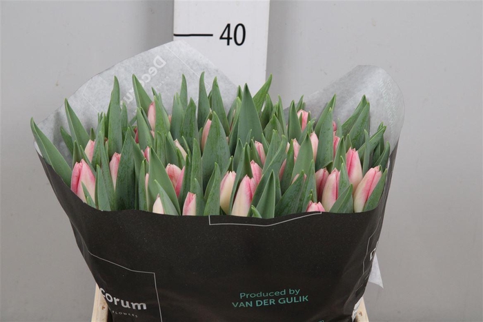 <h4>Tu En Pulitzer</h4>