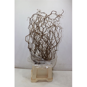 Coryl Av Contorta 80 Cm