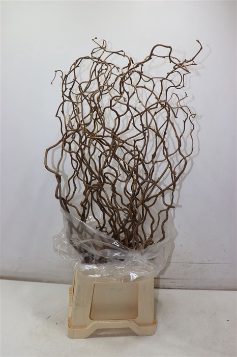 Coryl Av Contorta 80 Cm