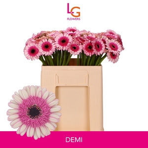 GE MI DEMI