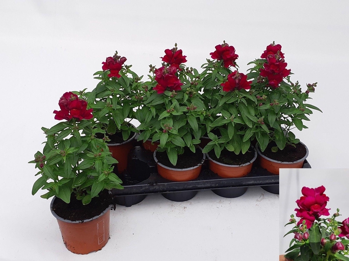 <h4>ANTIRR MA OV</h4>