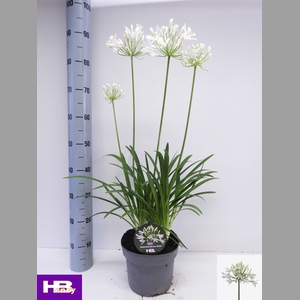 AGAPA HENRYS WHITE