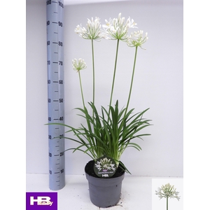 AGAPA HENRYS WHITE