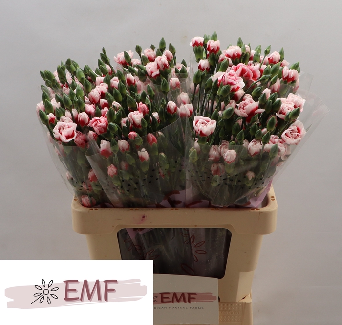 <h4>Di Tr Swing</h4>