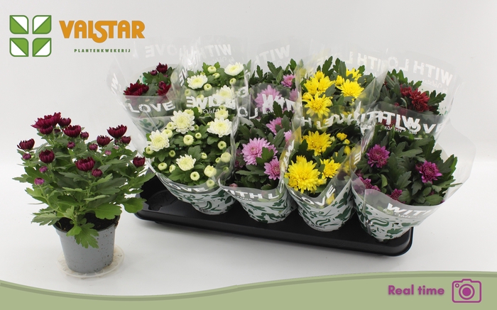 <h4>CHRYS GEM 6 KL</h4>