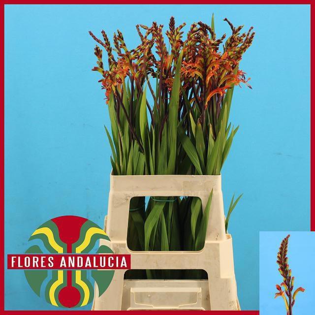 <h4>CHASMAN SATURNUS</h4>