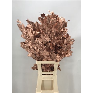 Fagus Copper Rame