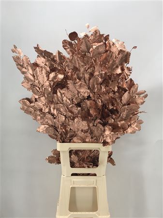 <h4>Fagus Copper Rame</h4>