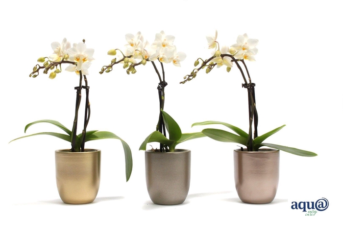 <h4>Hugo Luxury Mix Tiny Dolls Wit 2T12+ Aqu@</h4>