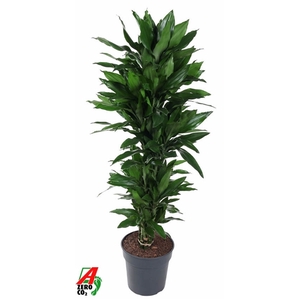 Dracaena Janet Lind vertakt P31