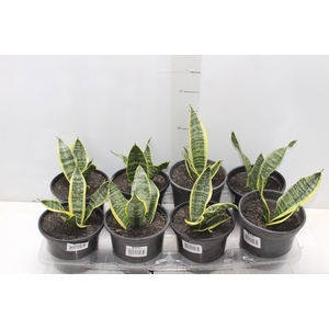 SANSEVIERIA TRIFASCIATA LAURENTII P15