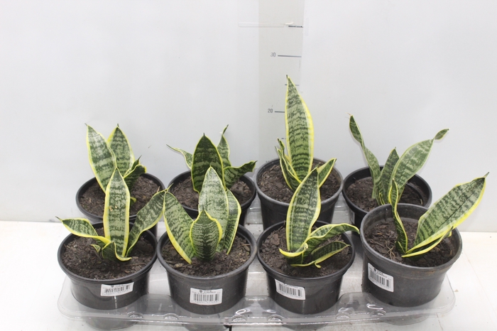 <h4>SANSEVIERIA TRIFASCIATA LAURENTII P15</h4>