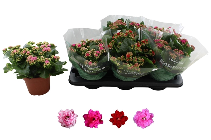 <h4>KAL GE RO GEM 4 KL</h4>