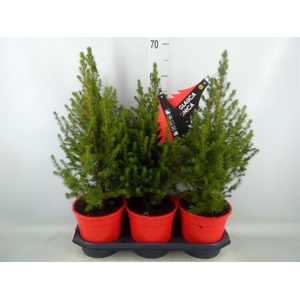 Picea glauca 'Conica'