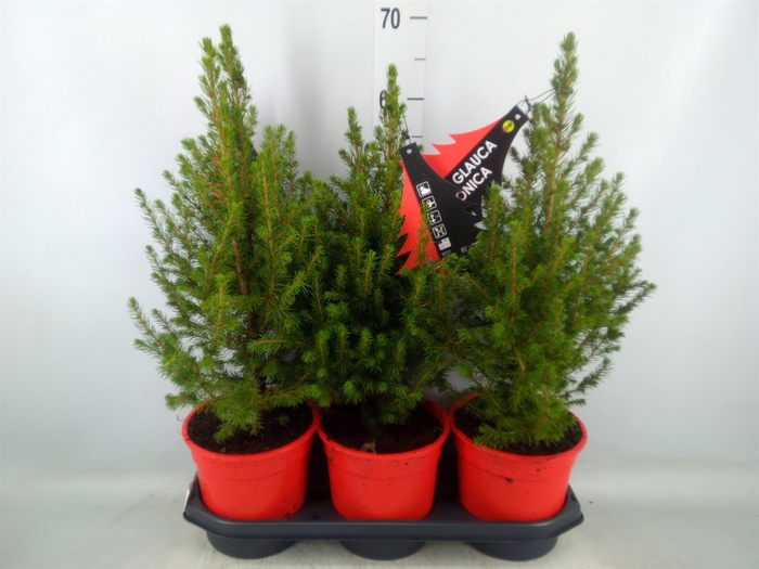 <h4>Picea glauca 'Conica'</h4>