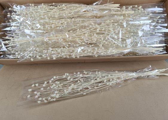 <h4>Df Cent Wild Bs Blea 70gr Poly</h4>