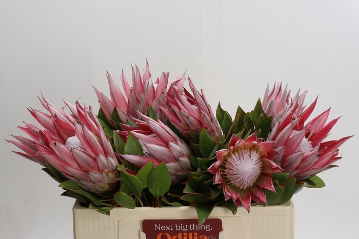 Protea Cynaroides