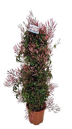 <h4>Jasminum Polyanthum Pyramid - 1154</h4>