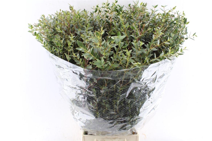 <h4>Euca Parvi 300 Gram</h4>