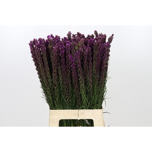 Liatris Callilepis