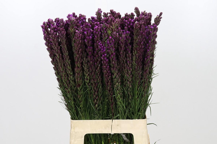 <h4>Liatris Callilepis</h4>