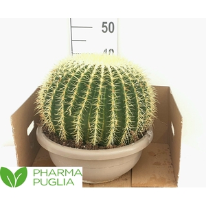 ECHINOC GRUSONII