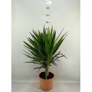 Yucca elephantipes   ...