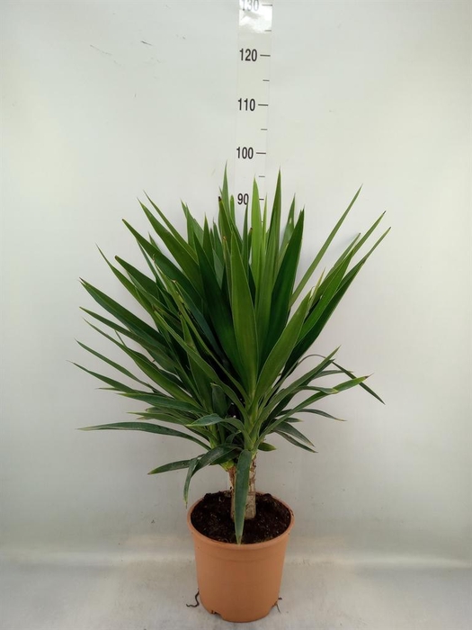 Yucca elephantipes   ...