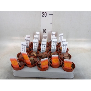 Lithops sp.
