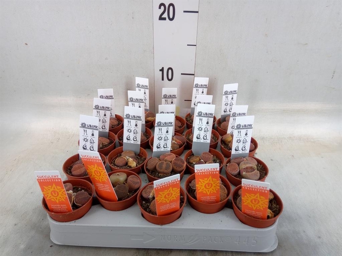 <h4>Lithops sp.</h4>