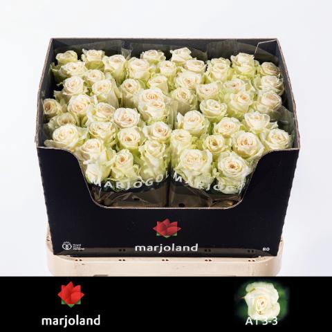 <h4>R GR DOLOMITI@</h4>