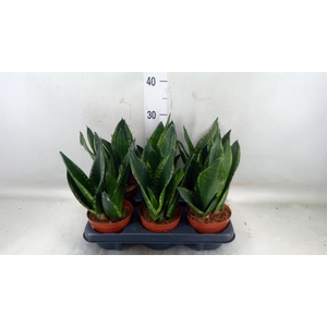 Sansevieria trifa.   ...
